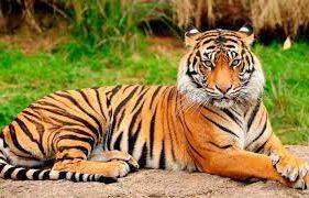 রয়েল বেঙ্গল টাইগার রচনা । Essay on Royal Bengal Tiger