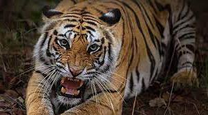 রয়েল বেঙ্গল টাইগার রচনা । Essay on Royal Bengal Tiger