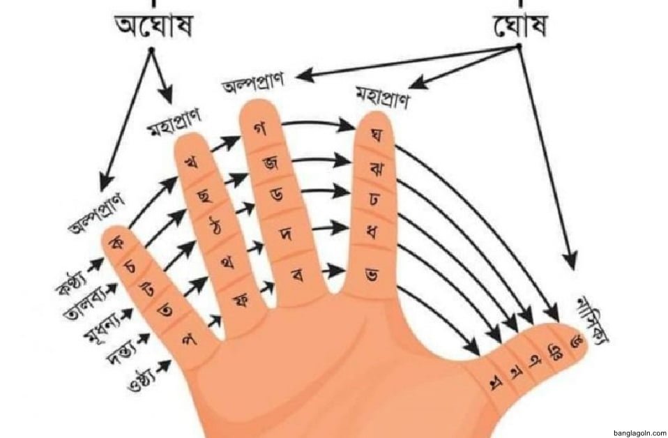 বাংলা ব্যাকরণের ধ্বনি ও বর্ণ